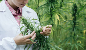cannabis research