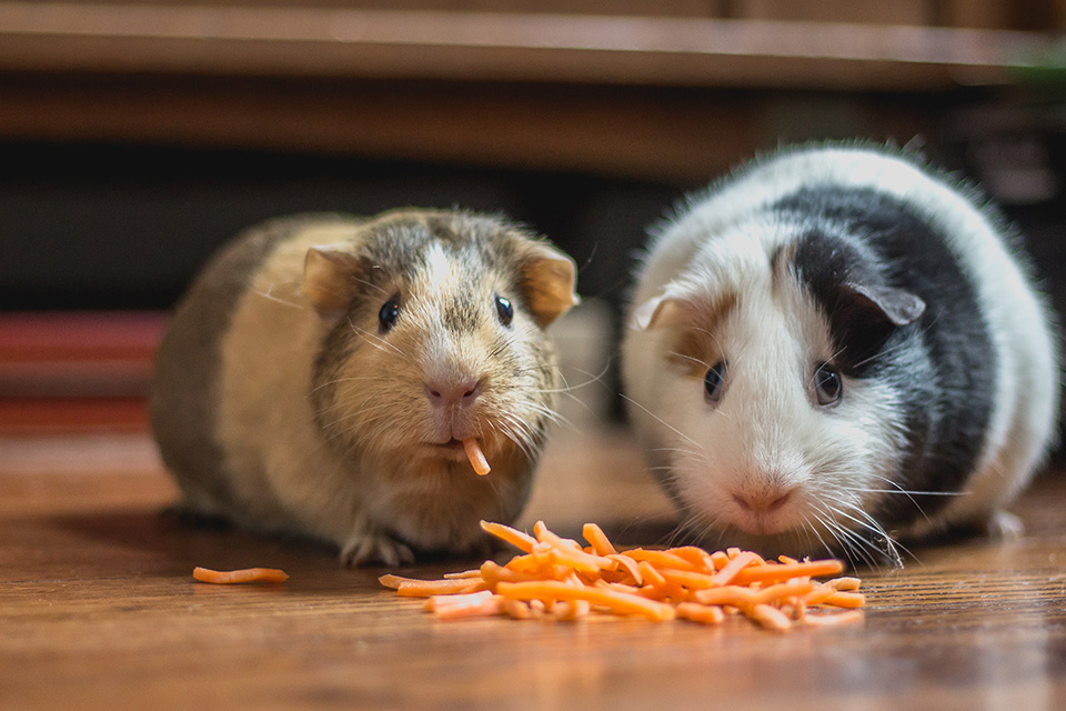 guinea pigs eating carrot