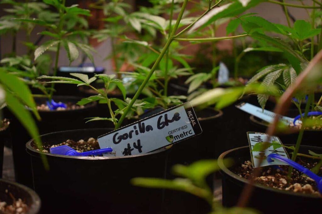 marijuana growing in pots